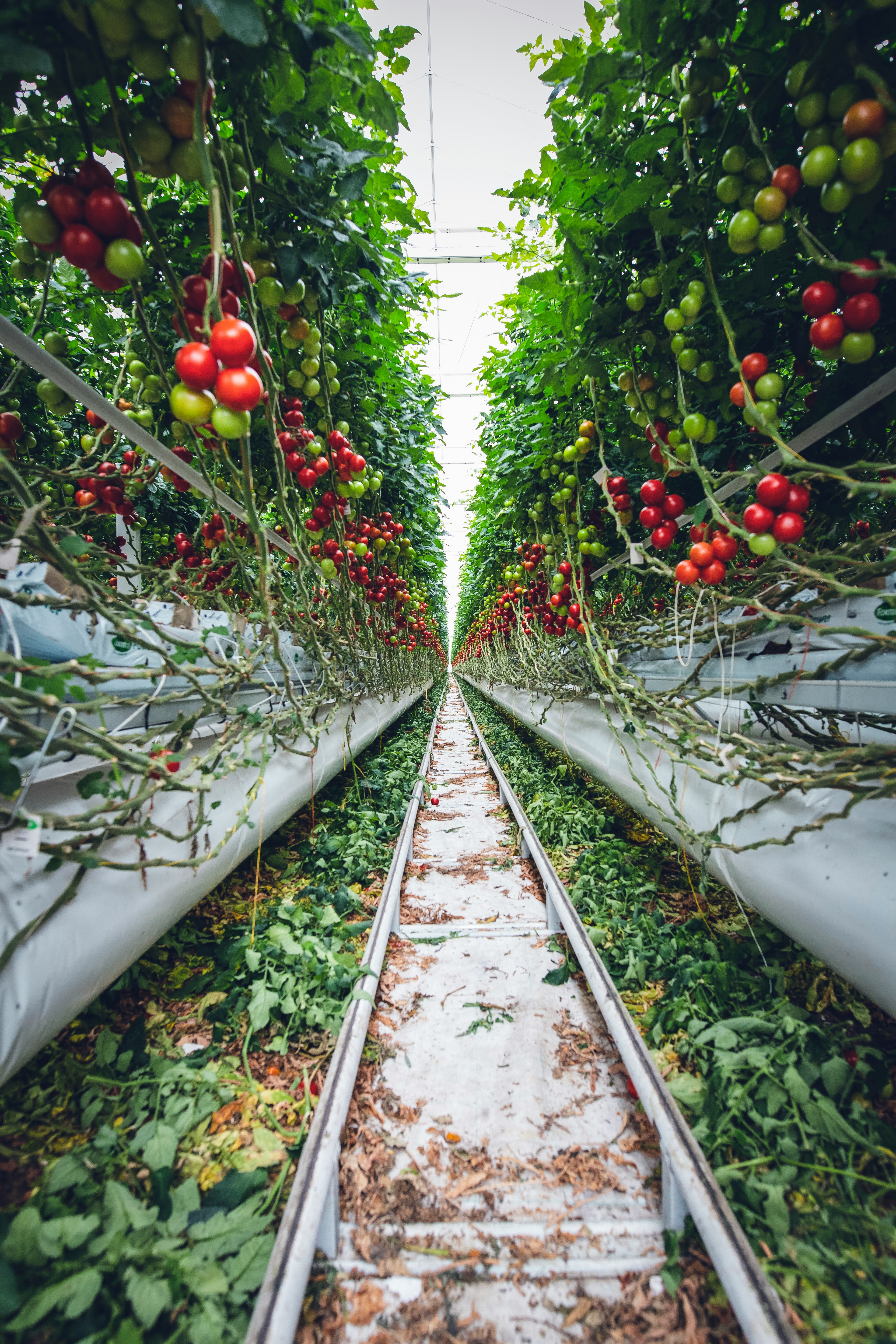 Organic vegetable cultivation
