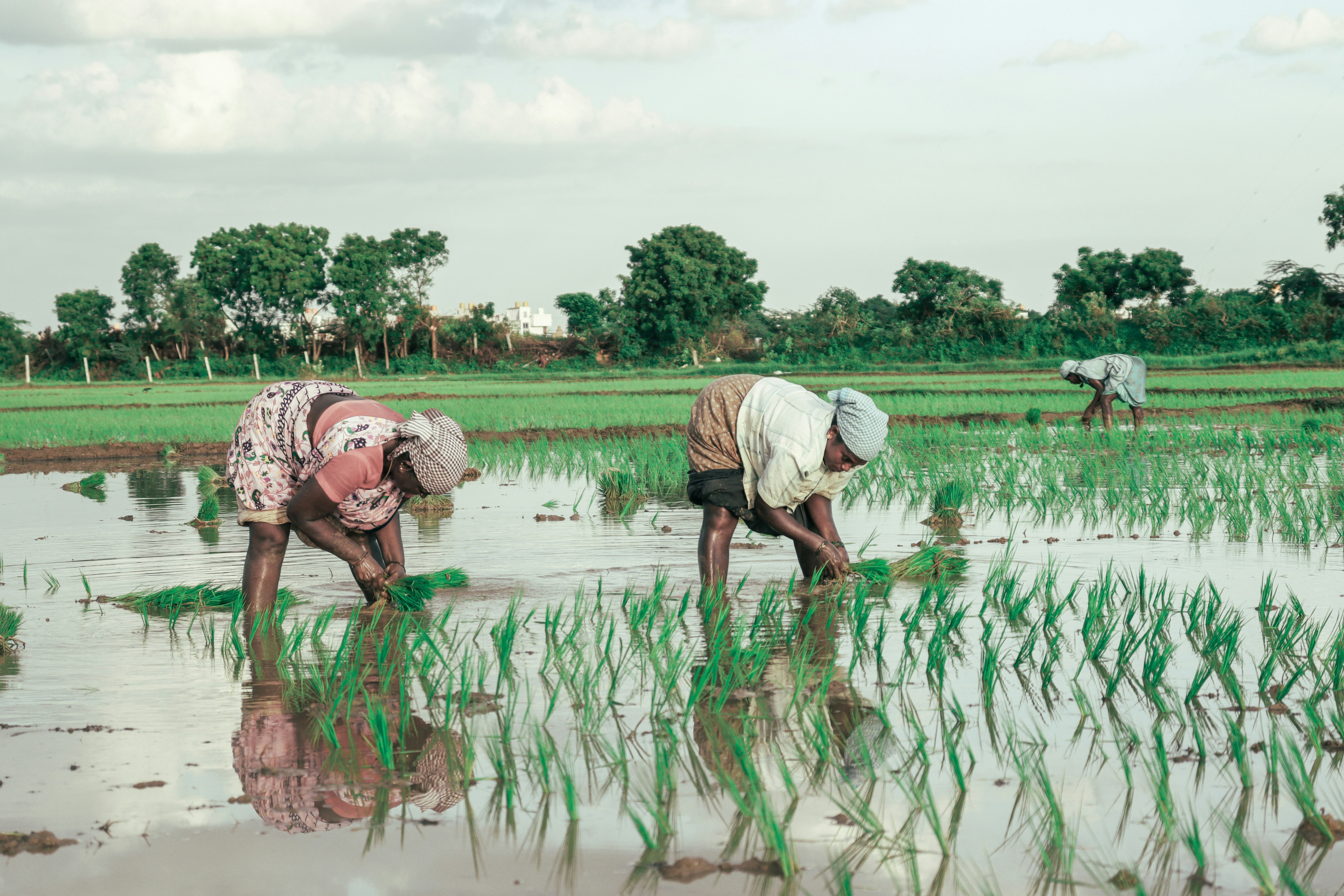 Empowering Farmers