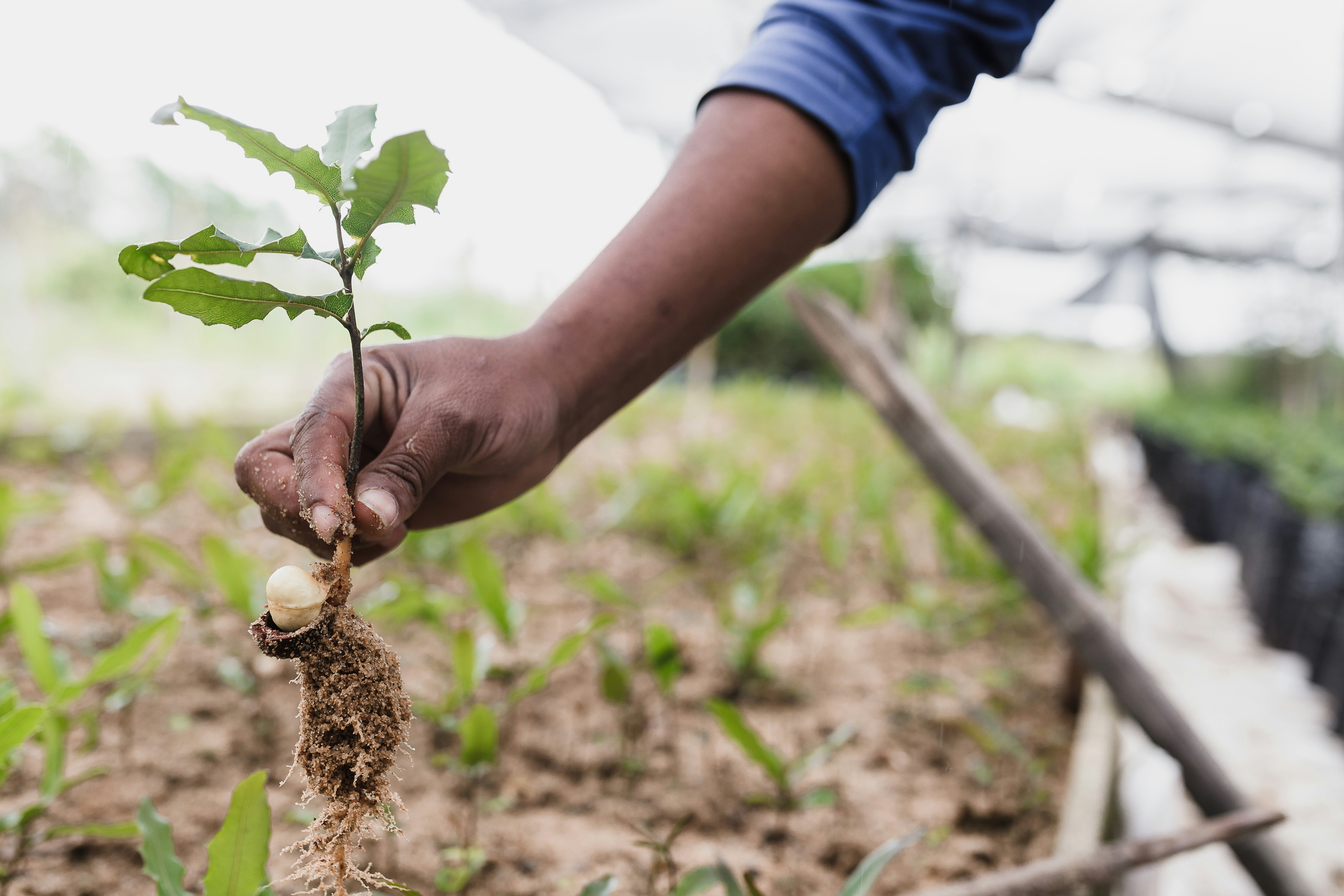 Community tree planting event